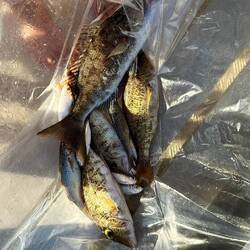 Unsere heutige Ausbeute. Alle Fische bekam Bucks Mutter