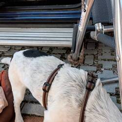 Rudis Selbsmordversuch