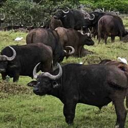 Cape Buffalo