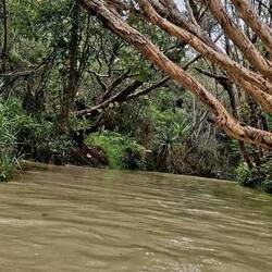 paradische, gemütliche Gummiringfahrt auf einem glasklaren Bächlein durch den Regenwald plätschern..