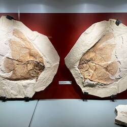 There is always two sides to each fossil