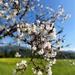..den schönen Dingen, wie diesen blühenden Mandelbaum..