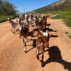 ..an dieser draufgängerischen Ziegengang vorbei 🐐