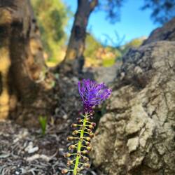 ..oder die Schopfige Traubenhyazinthe.