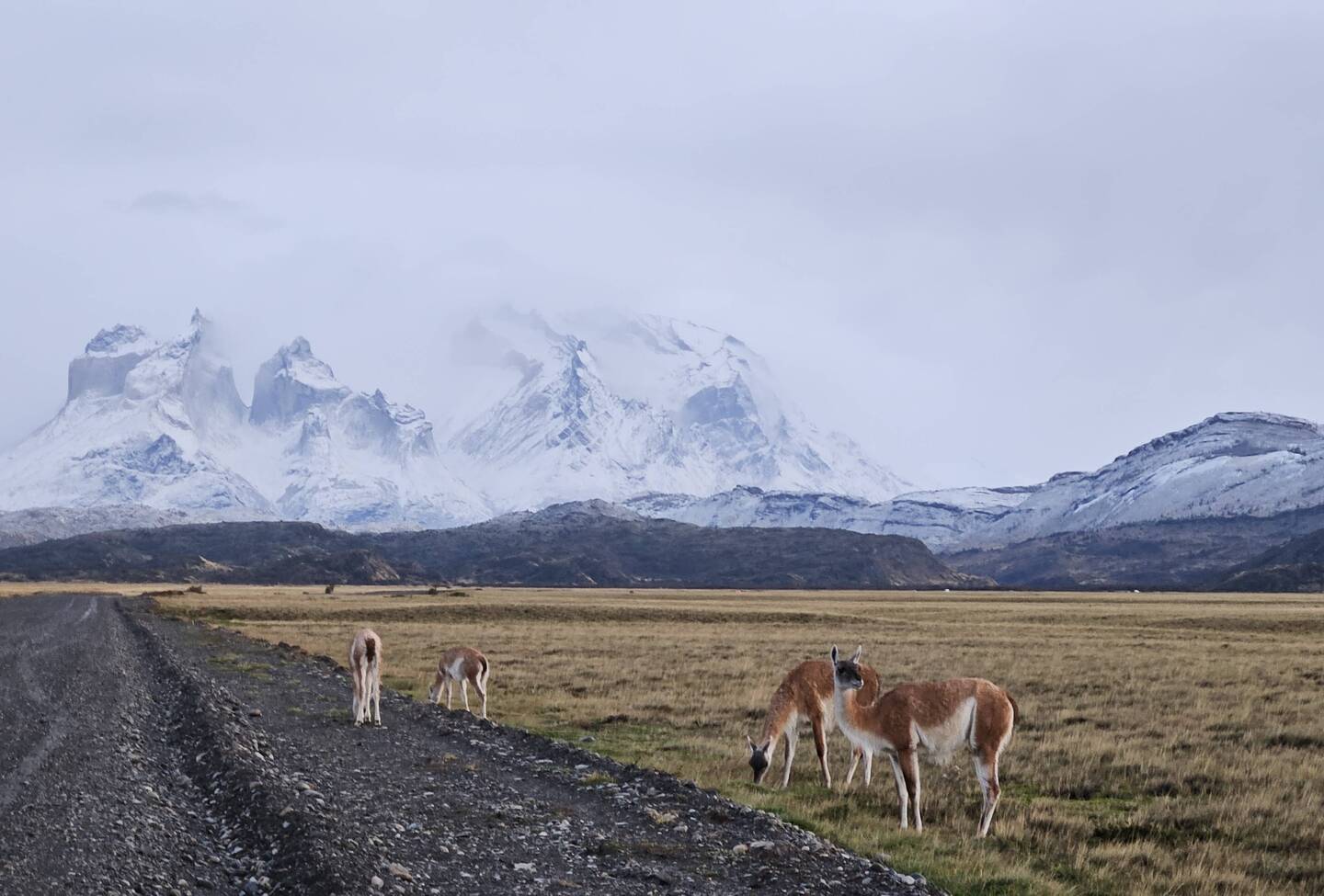 Guanacos