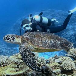Tortue verte