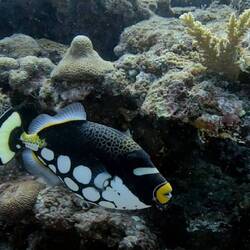 Clown triggerfish ( baliste)