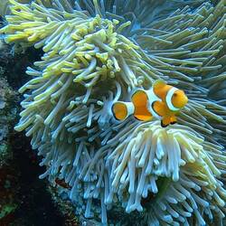 Clownfish alias Némo
