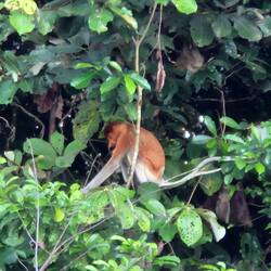 Proboscis Monkey