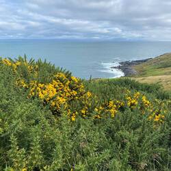 Der Ginster blüht immer noch