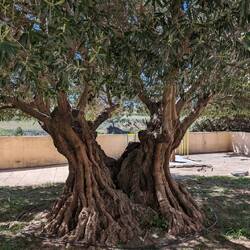 Planted 14 generations ago