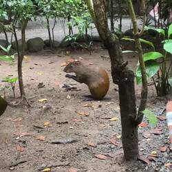 Das Aguti klaut das Essen vom Reh😅