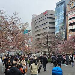 Die ersten Kirschknospen