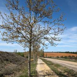 Most of the walk was like this after Sahagun, very grateful for the Sycamore shade