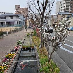 Dass Kois hier dick und Fett werden