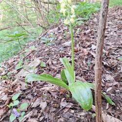 Orchis pallens, Blasses Knabenkraut