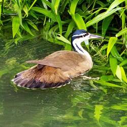 Sungrebe