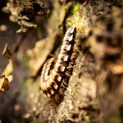 Millipede