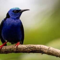 Red-legged Honeycreeper