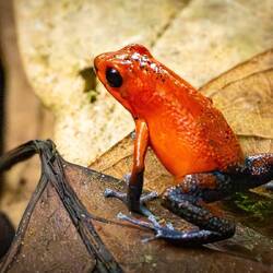 Blue Jean Poison Dart Frog