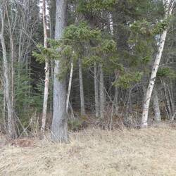 Our neighbours, the trees.