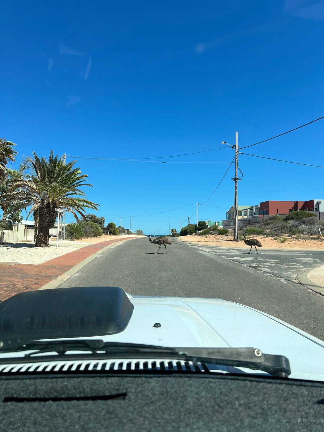 In Denham laufen ein paar Emus über die Straße
