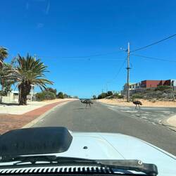 In Denham laufen ein paar Emus über die Straße