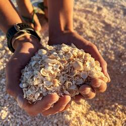 Alles kleine Muscheln