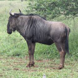 Wildebeest herds are large here too support the predators.