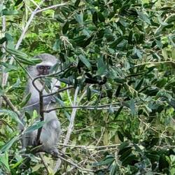 Savannah monkeys including two babies roam the trees of our deck.