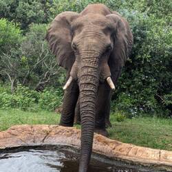 Lots of elephants... These stopped by the lodge waterfall to drink.