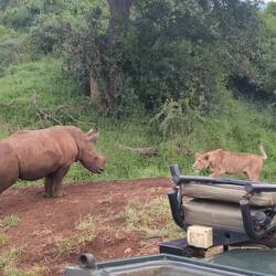 Young lions "playing" with a young rhino until mom steps in. Note the guide recording.