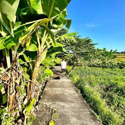 schönen Spaziergang zwischen Reisfeldern und Bananenplantagen