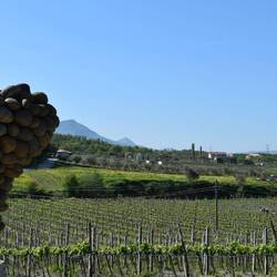 Domaine viticole