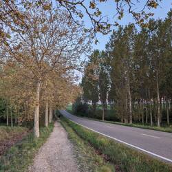 There were cows and calves in the trees on the right, wearing cowbells you could hear for ages