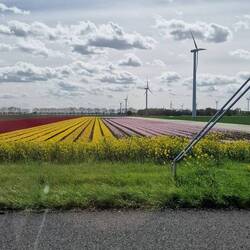 Jede Menge Blumenfelder