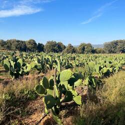 ..so vorbei an einer Kaktusplantage und..