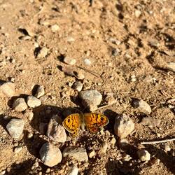 ..diesem hübschen Mauerfuchs.