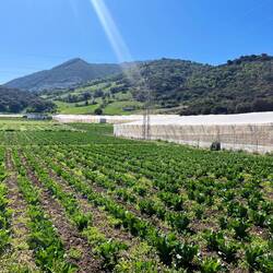 ..so reiht sich eine Plantage an die nächste.