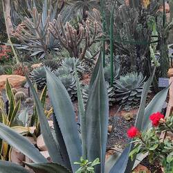 Die Wüstenlandschaft