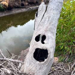 A ghost gum perhaps!