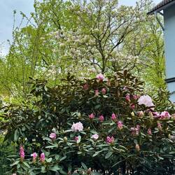 Zu Hause - der Rhododendron beginnt zu blühen