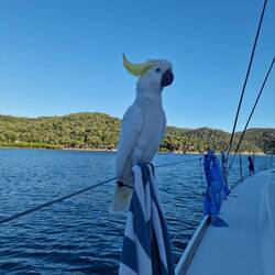 abendlicher Besuch des wunderschönen weissen Kakadu