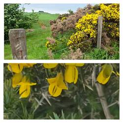 Stechginster mit harten Dornen
