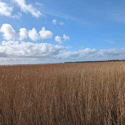 Noch mehr Reet und der Bodden