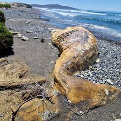 Ein gestrandeter Wal