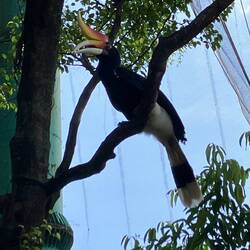 One of The Famous Hornbills