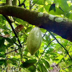 Besuch einer Kaffeeplantage