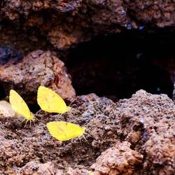 Die Pioniere in einer lebensfeindlichen Umgebung