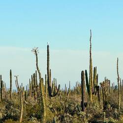 Gekrönt von einem weißen Vogel